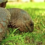 Free Stock Pictures, Turtle, Reptile, Terrapin, Box Turtle, Slow