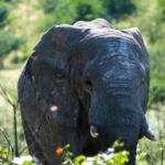 Free Stock Video Abstract, Elephant, Mammal, Safari, Wildlife, Wild