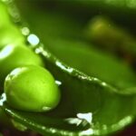 Free Stock Video Clips, Pea, Green Pea, Vegetable, Legume, Sugar Snap Pea