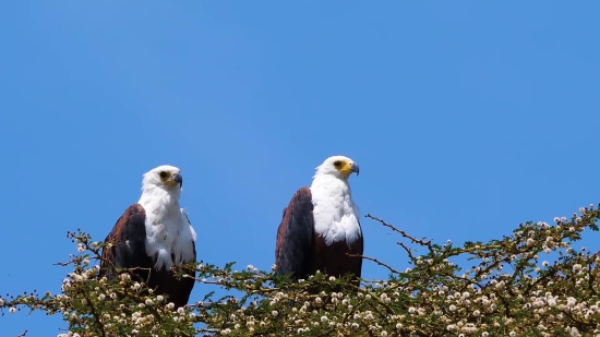 Free Stock Video Countdown, Hawk, Bird, Kite, Eagle, Beak