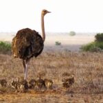 Free Stock Video Creative Commons, Ostrich, Bird, Wildlife, Animal, Wild