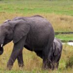 Free Stock Video Download Sites, Elephant, Mammal, Safari, Wildlife, Wild