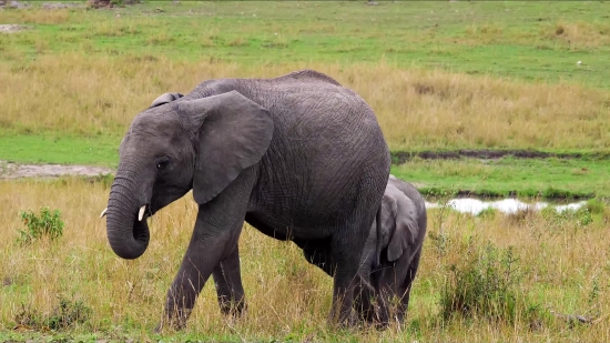 Free Stock Video Download Sites, Elephant, Mammal, Safari, Wildlife, Wild