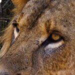 Free Stock Video Footage Clips, Lion, Big Cat, Feline, Cat, Predator