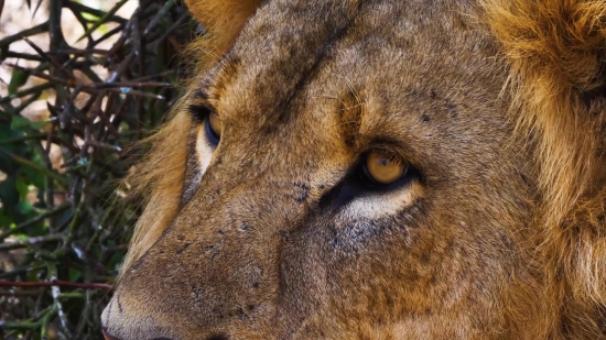 Free Stock Video Footage Clips, Lion, Big Cat, Feline, Cat, Predator