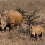 Free Stock Video Footage Pexels, Rhinoceros, Odd-toed Ungulate, Ungulate, Mammal, Safari