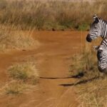 Free Stock Video Footage Reddit, Zebra, Equine, Ungulate, Safari, Mammal