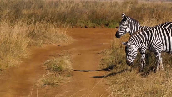 Free Stock Video Footage Reddit, Zebra, Equine, Ungulate, Safari, Mammal