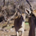 Free Stock Video For Website Background, Gazelle, Antelope, Ruminant, Impala, Wildlife