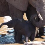 Free Stock Video Full Hd, Elephant, Mammal, Tusker, Safari, Wildlife