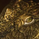 Free Stock Video Like Unsplash, Crocodile, Reptile, Lizard, Wildlife, Wild