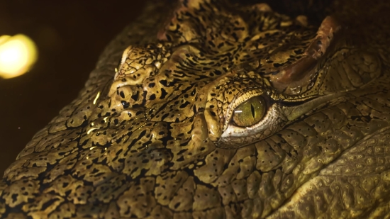 Free Stock Video Like Unsplash, Crocodile, Reptile, Lizard, Wildlife, Wild