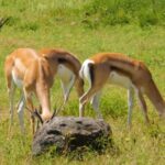 Free Stock Video Portrait, Gazelle, Antelope, Ruminant, Wildlife, Wild