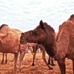 Free Stock Video Sites, Camel, Ungulate, Mammal, Desert, Animals