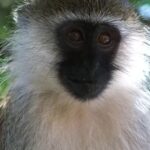 Free Stock Video Waves, Monkey, Primate, Wildlife, Wild, Mammal