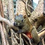 Free Stock Videos For Commercial Use, Fox Squirrel, Rodent, Tree Squirrel, Squirrel, Wildlife