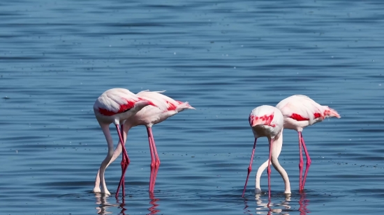 Free Stock Videos Pexels Videos, Flamingo, Wading Bird, Aquatic Bird, Bird, Wildlife