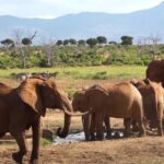 Free Stock Videos Pixels, Elephant, Mammal, Safari, Wildlife, Wild