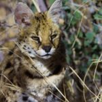 Free Stock Videos Site, Lynx, Wildcat, Cat, Feline, Predator