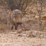 Free Stock Videos, Warthog, Swine, Ungulate, Mammal, Wild