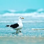 Free Stock Videos Without Watermark, Gull, Coastal Diving Bird, Seabird, Bird, Aquatic Bird