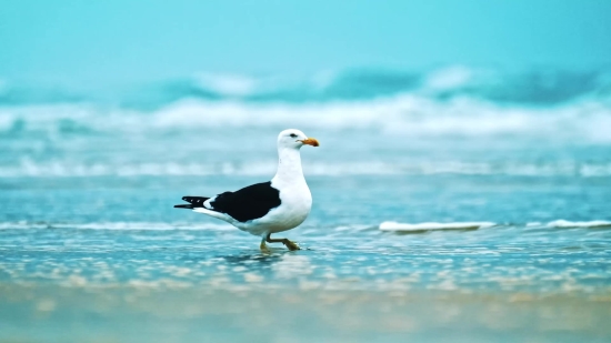 Free Stock Videos Without Watermark, Gull, Coastal Diving Bird, Seabird, Bird, Aquatic Bird