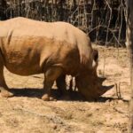 Free Storyblocks Video, Rhinoceros, Odd-toed Ungulate, Ungulate, Mammal, Placental