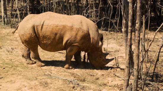 Free Storyblocks Video, Rhinoceros, Odd-toed Ungulate, Ungulate, Mammal, Placental