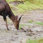 Free Stream Background Video, Buck, Mammal, Deer, Placental, Wildlife