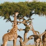 Free Studio Background Video, Tree, Giraffe, Woody Plant, Landscape, Sky