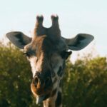 Free Timelapse Footage, Giraffe, Mammal, Animal, Beef, Cow