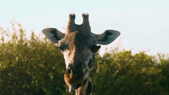 Free Timelapse Footage, Giraffe, Mammal, Animal, Beef, Cow