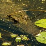 Free Timelapse Video No Copyright, Alligator, Water, Crocodile, Reptile, River