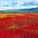 Free To Use Film Footage, Clover, Field, Rural, Meadow, Landscape