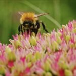 Free To Use Stock Images, Clover, Flower, Insect, Plant, Blossom