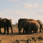 Free To Use Youtube Videos, Elephant, Mammal, Safari, Wildlife, Wild