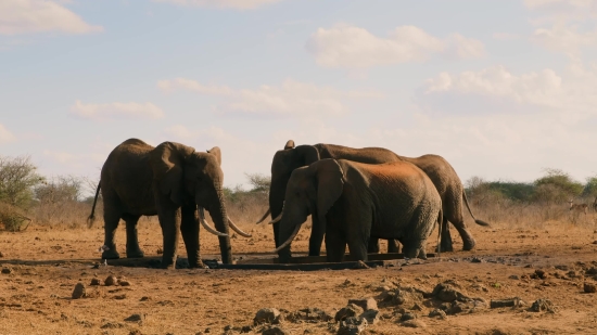 Free To Use Youtube Videos, Elephant, Mammal, Safari, Wildlife, Wild