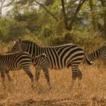 Free Toons Videos, Zebra, Equine, Ungulate, Safari, Wildlife