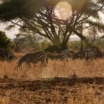 Free Ungraded Footage, Zebra, Equine, Ungulate, Wildlife, Mammal