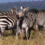 Free Vfx Background, Zebra, Equine, Ungulate, Safari, Wildlife