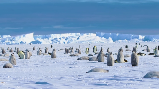 Free Vfx Stock Footage, King Penguin, Penguin, Seabird, Snow, Ice