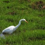 Free Vfx Stock Video Footage, Crane, Wading Bird, Bird, Heron, Egret