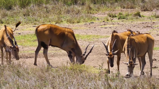 Free Video 4k Download, Antelope, Ruminant, Wildlife, Wild, Gazelle