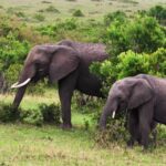 Free Video Abstract, Elephant, Mammal, Safari, Wildlife, Wild