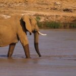 Free Video And Image Download, Elephant, Mammal, Safari, Wildlife, Wild