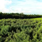 Free Video Background Clips, Landscape, Tree, Plant, Field, Forest