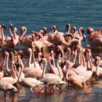 Free Video Background For Youtube, Flamingo, Wading Bird, Aquatic Bird, Bird, Water