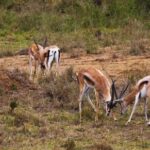 Free Video Background No Copyright, Gazelle, Antelope, Ruminant, Wildlife, Wild