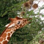 Free Video Background Zoom, Giraffe, Wildlife, Animal, Mammal, Wild