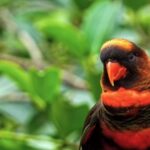 Free Video Backgrounds, Bird, Parrot, Wildlife, Beak, Wild